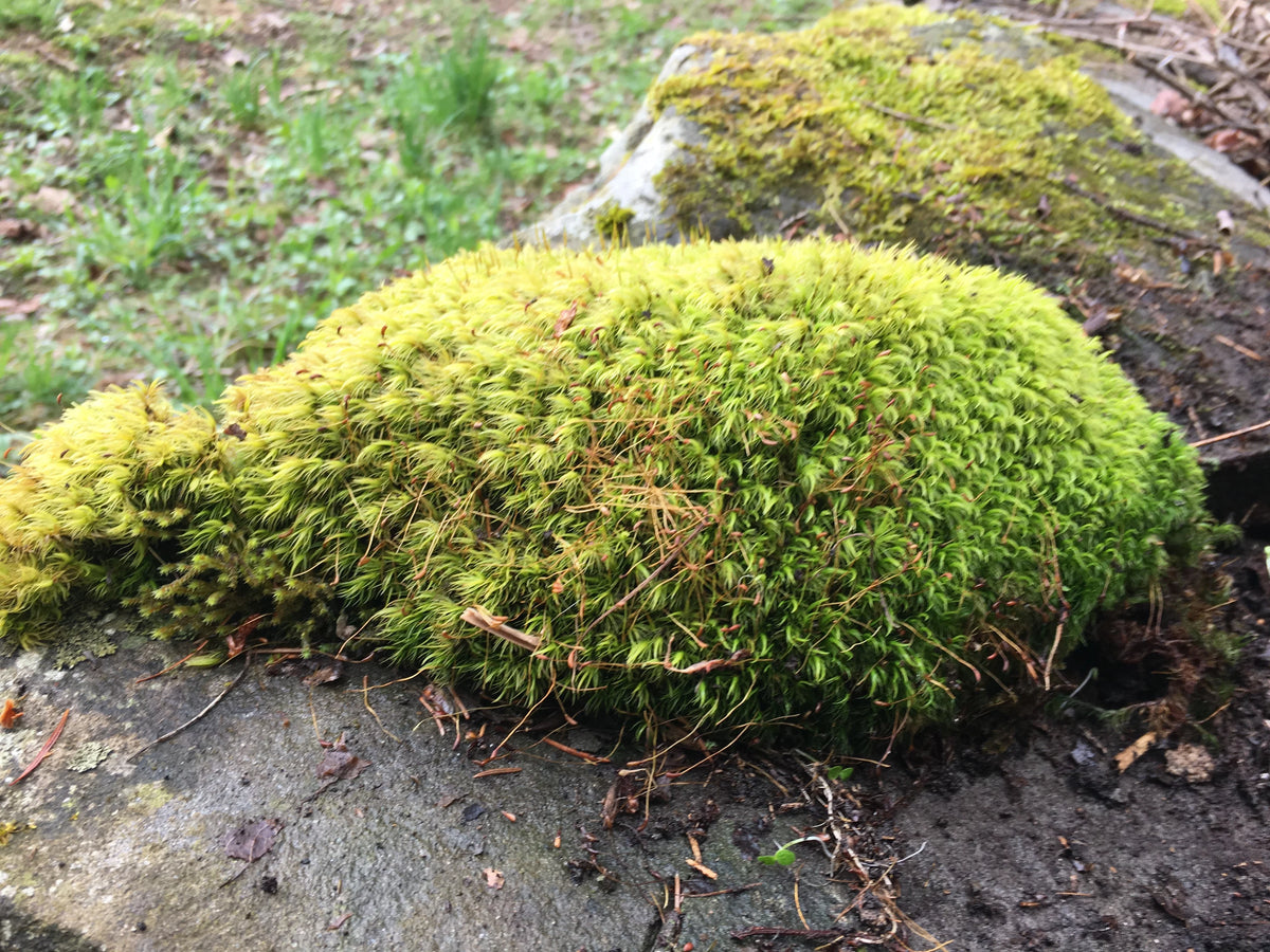 Mood Moss L1544