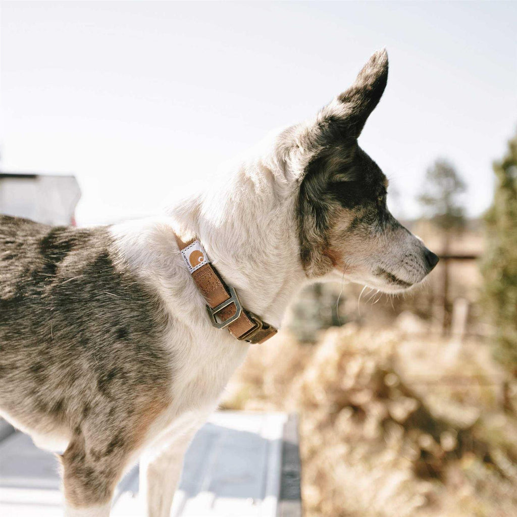 Nylon Dog Collar H23201