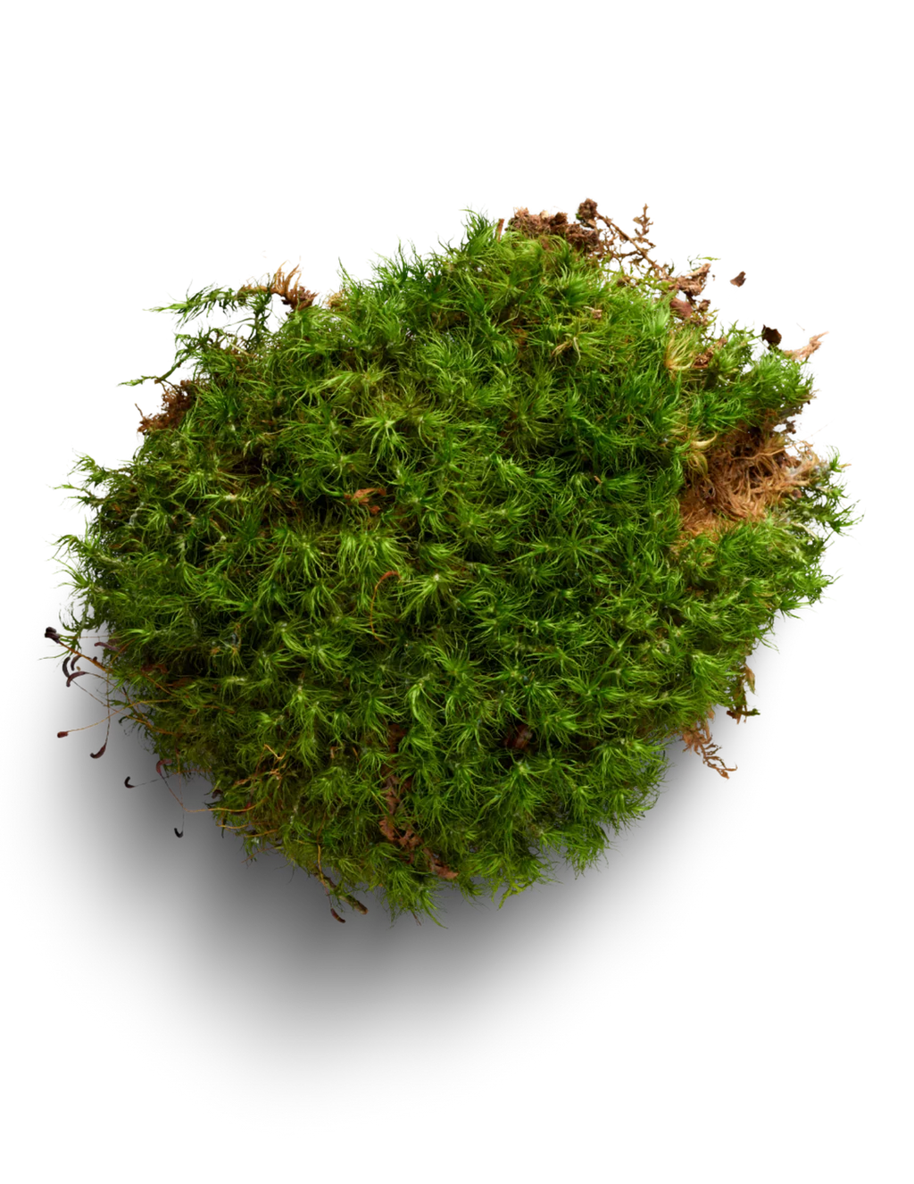 Mood Moss L1544