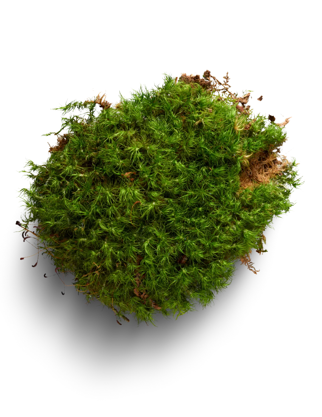 Mood Moss L1544