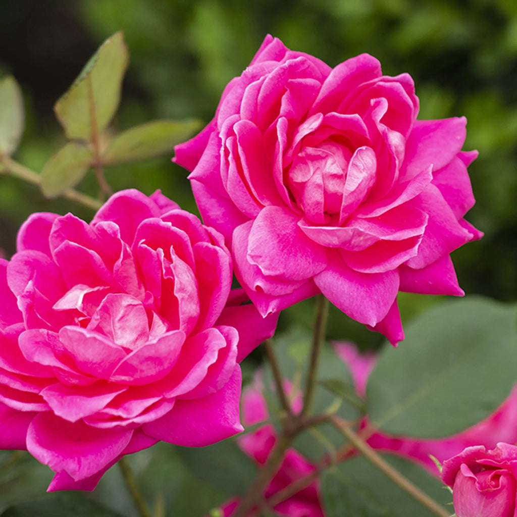 Tree Rose Plant with Pink Blooms 3 Gallon S708