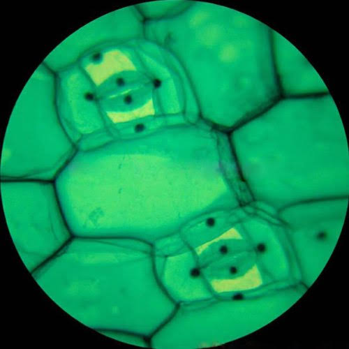 40X-1000X Student Microscope with ABS Case Z624295