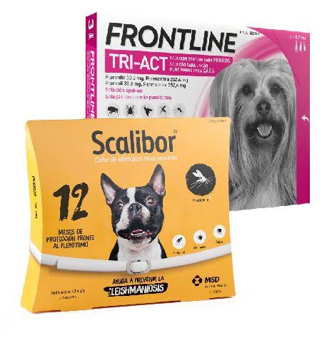 Toy Breed V604677