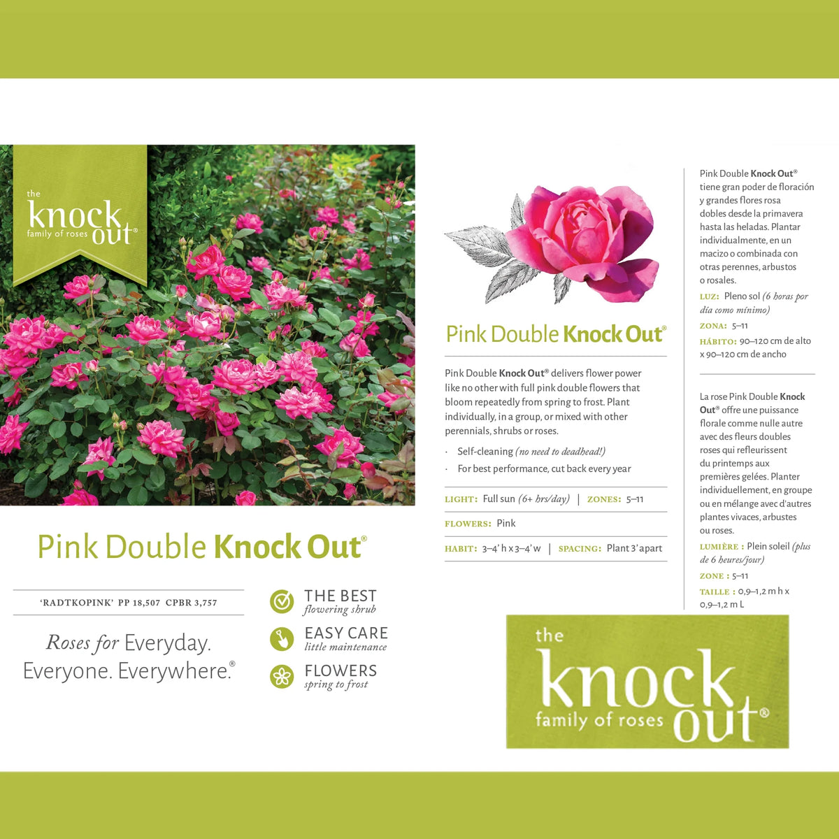 Tree Rose Plant with Pink Blooms 3 Gallon S708