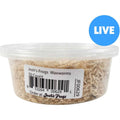 Waxworms Live Feed Reptile Food F273672