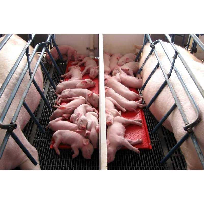 Baby Pig Heat Mat T6776