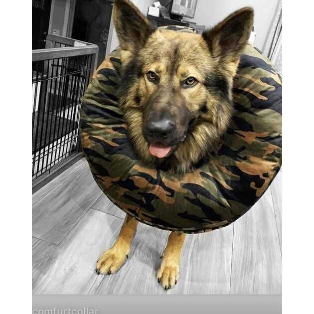 Dog & Cat Recovery Collar V705359