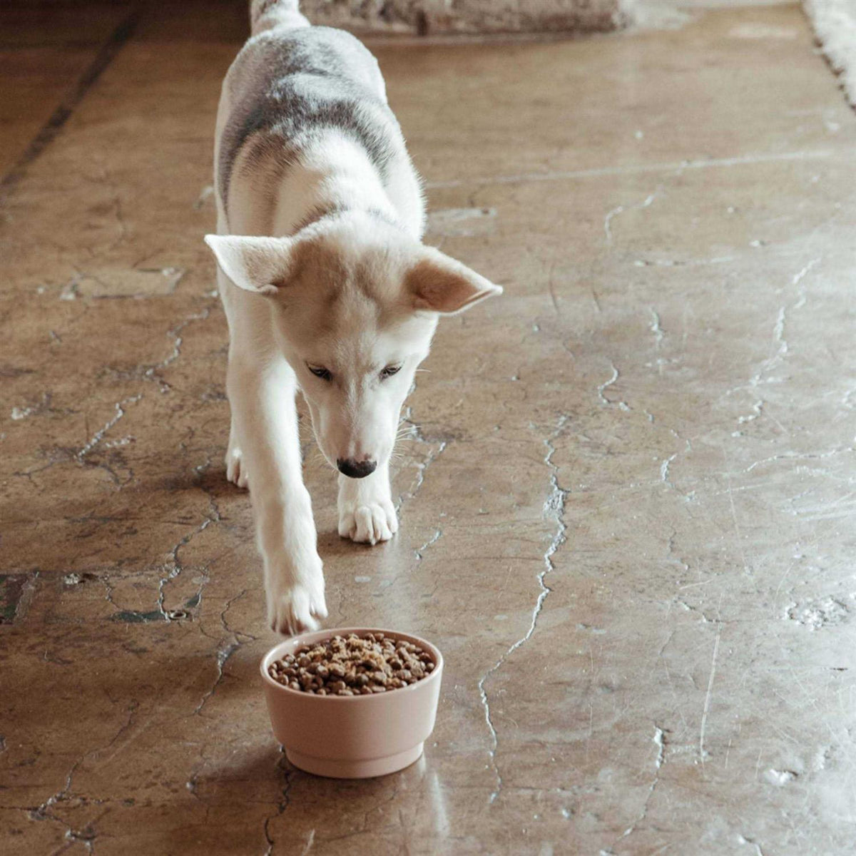 Sweet Potato & Carrot Dry Dog Food O93922