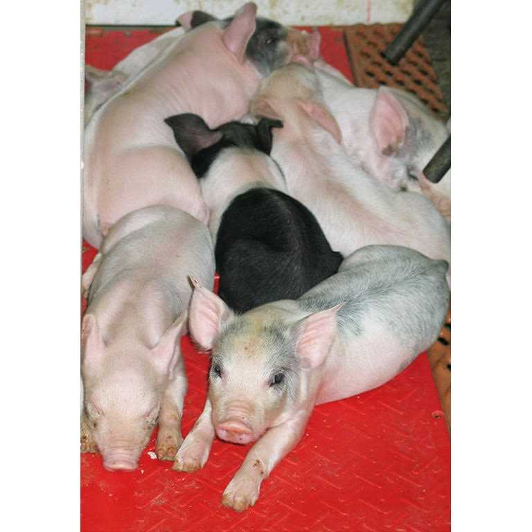 Baby Pig Heat Mat T6776