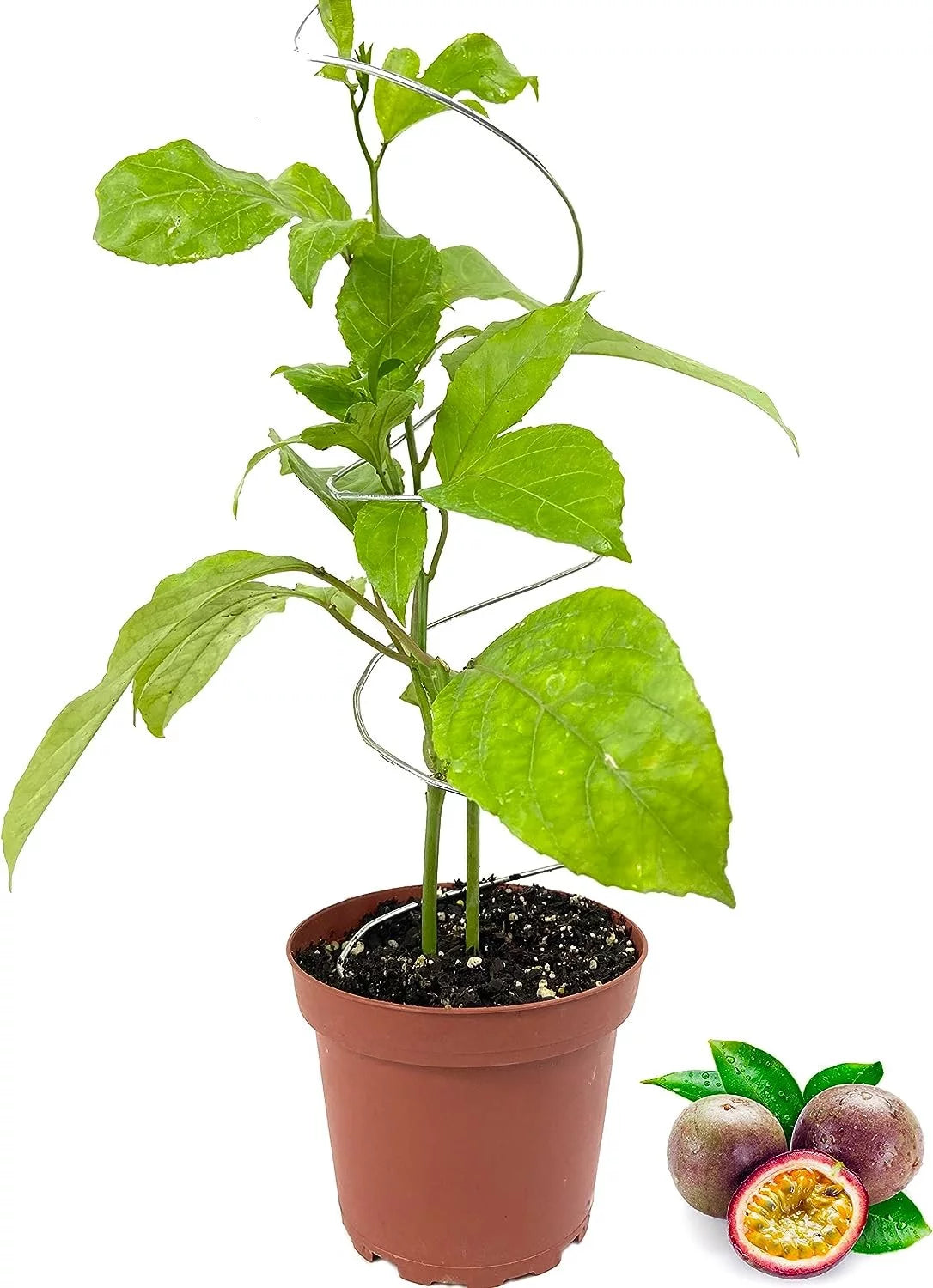 Live Plant in a 4 Inch Growers Pot T680546