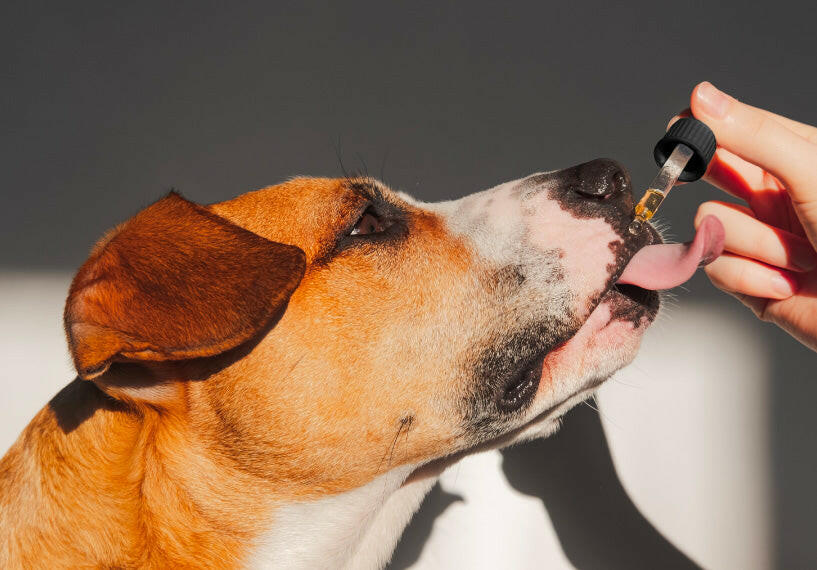 900mg Organic CBD Tinctures for Dogs, Cats and Pets T68764