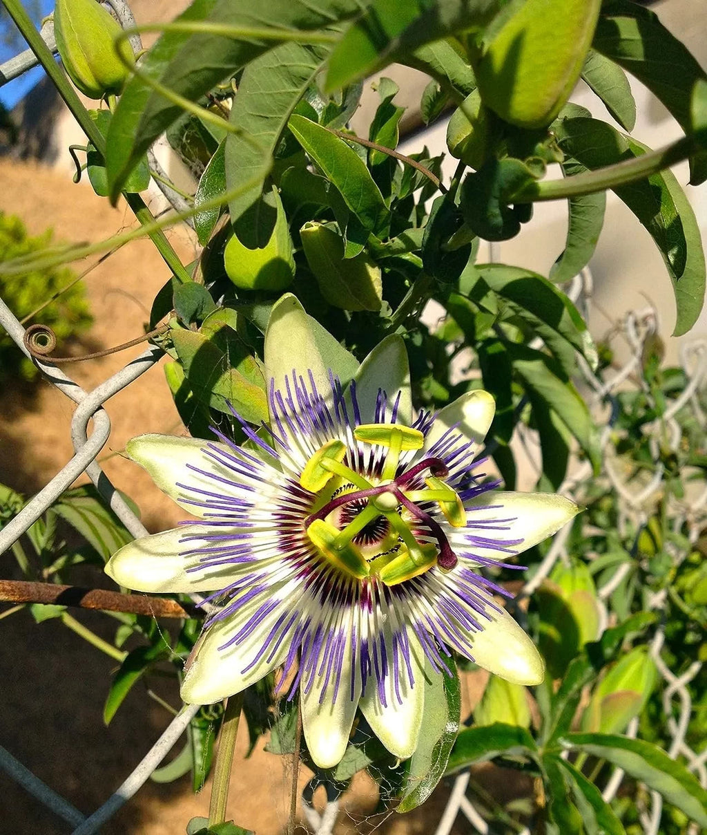 Live Plant in a 4 Inch Growers Pot T680546