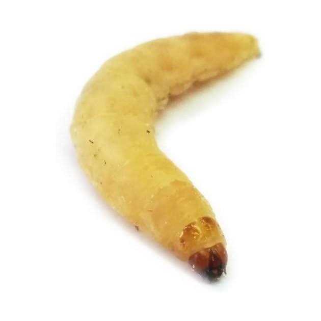 Waxworms Live Feed Reptile Food F273672