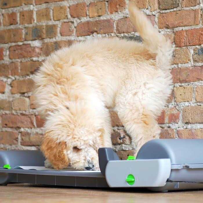 Self-Cleaning Indoor Puppy Potty Pad V500217