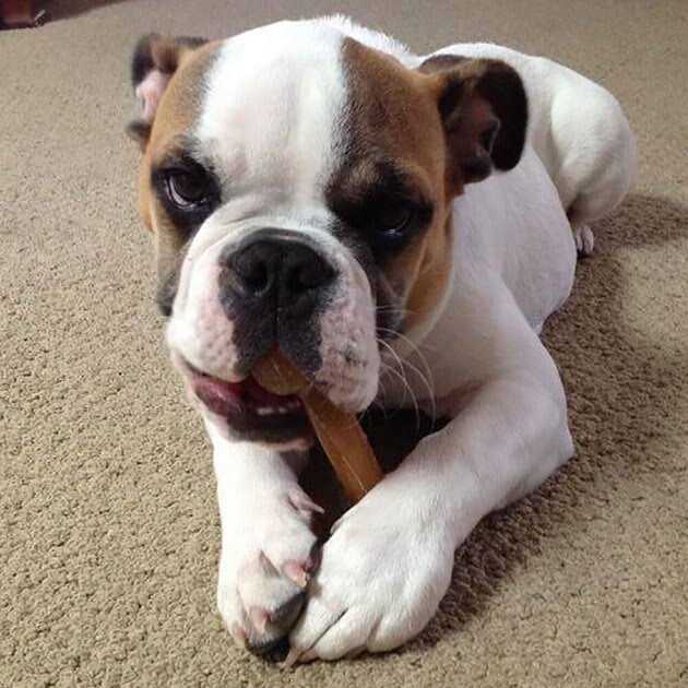 Dog Chew Bone J253712