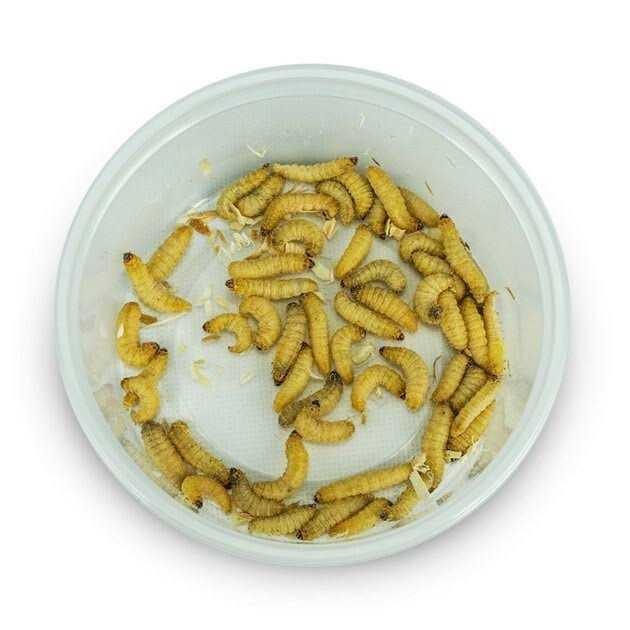 Waxworms Live Feed Reptile Food F273672