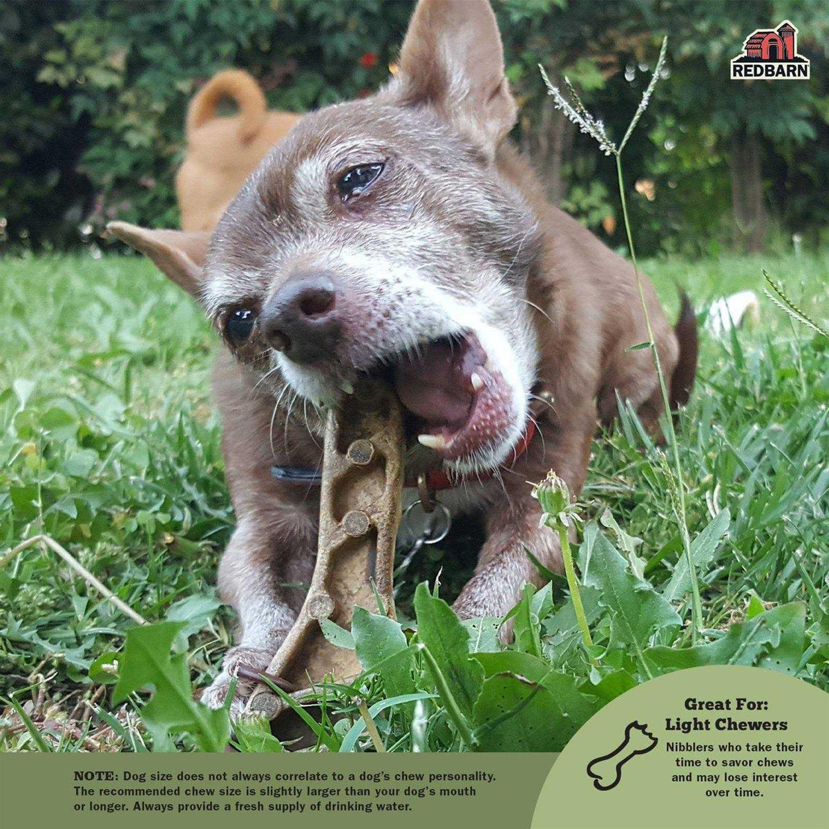 Dental Dog Chew P6740