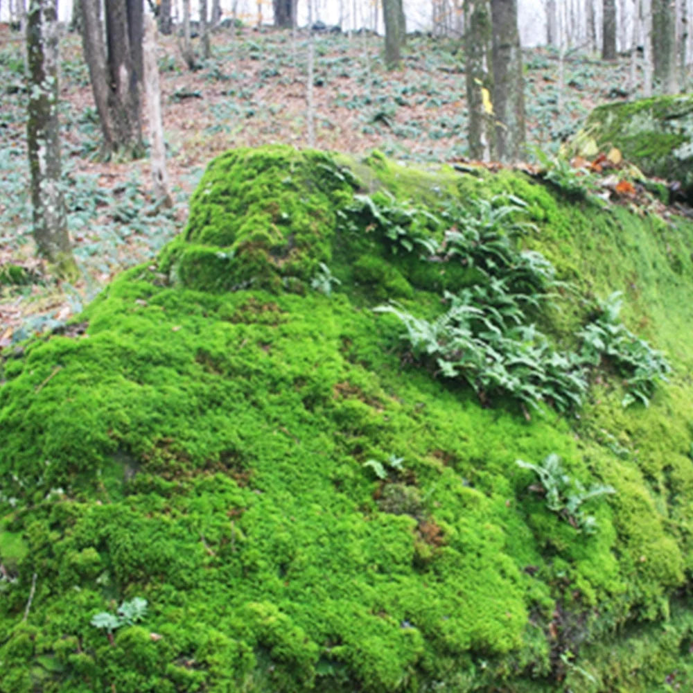 Mood Moss L1544