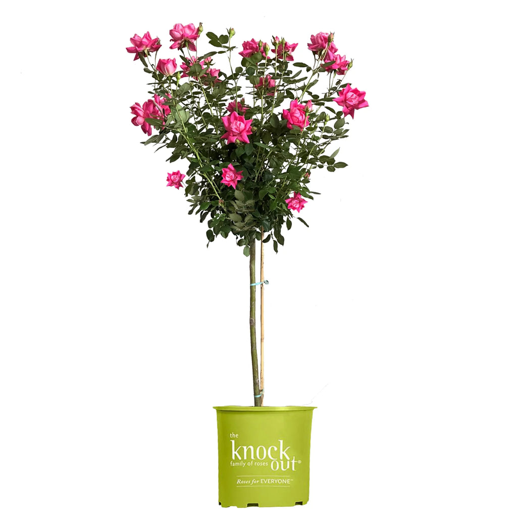 Tree Rose Plant with Pink Blooms 3 Gallon S708