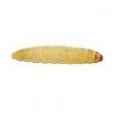 Waxworms Live Feed Reptile Food F273672