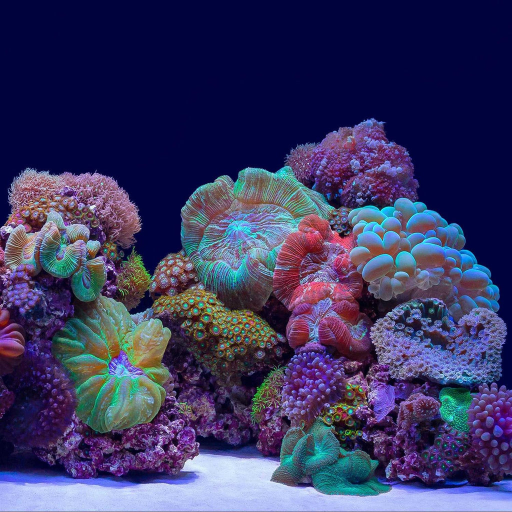 River Rock/Coral Bliss Background Q9146