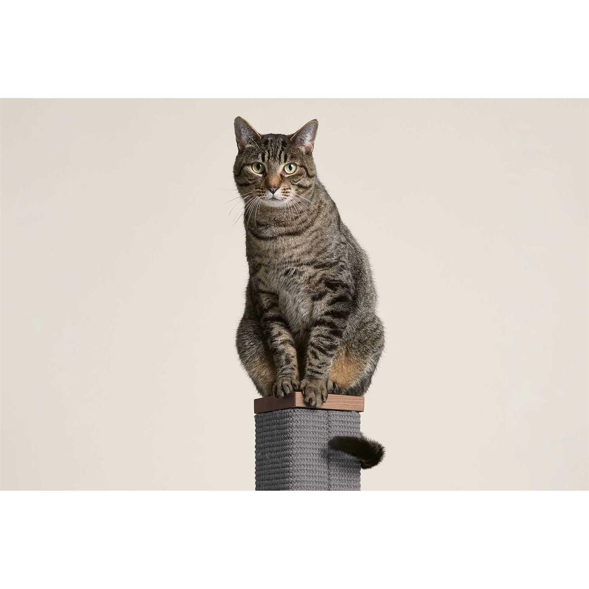 Tall Modern Scratching Post 36 inches S720