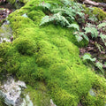 Mood Moss L1544