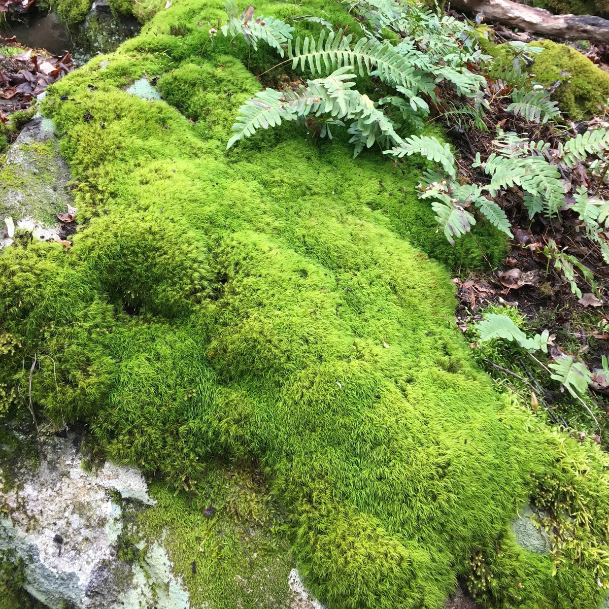 Mood Moss L1544