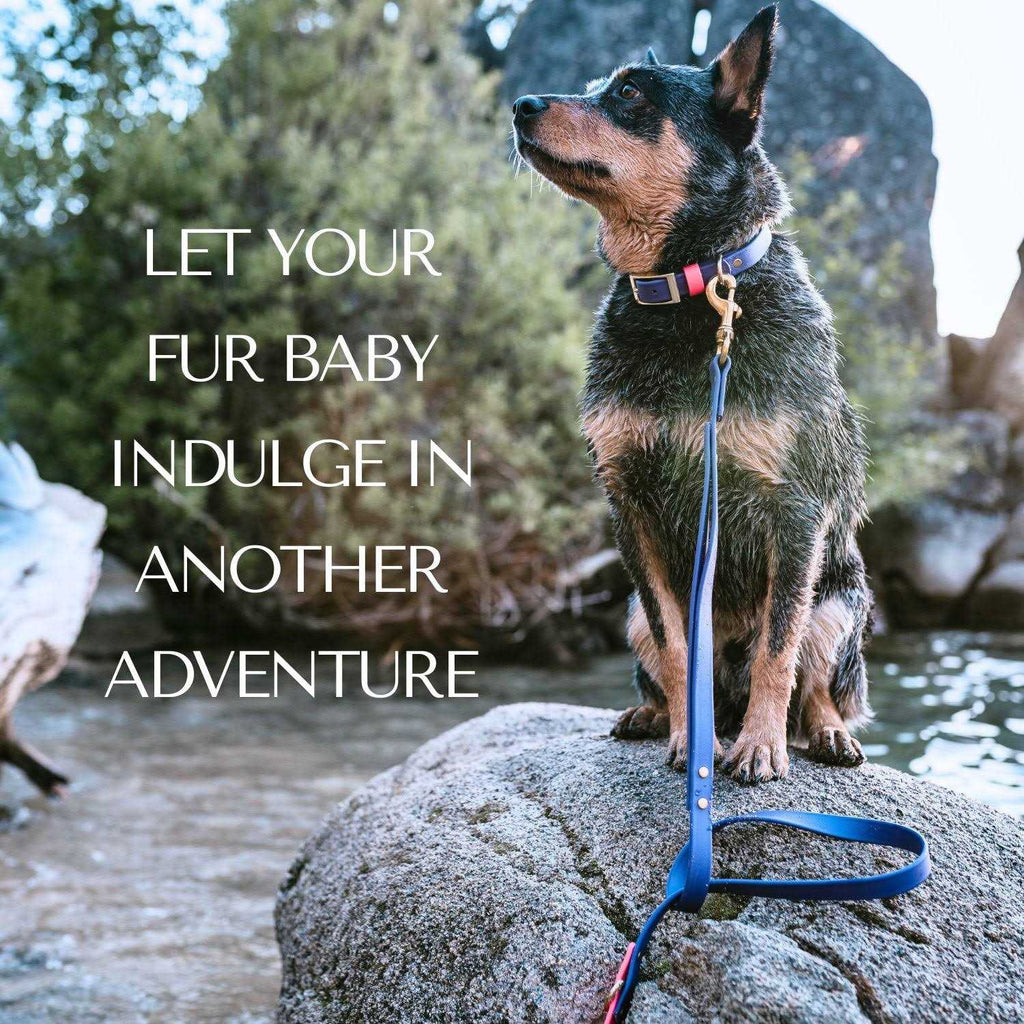 Waterproof & Odorless Dog Collar Y942000