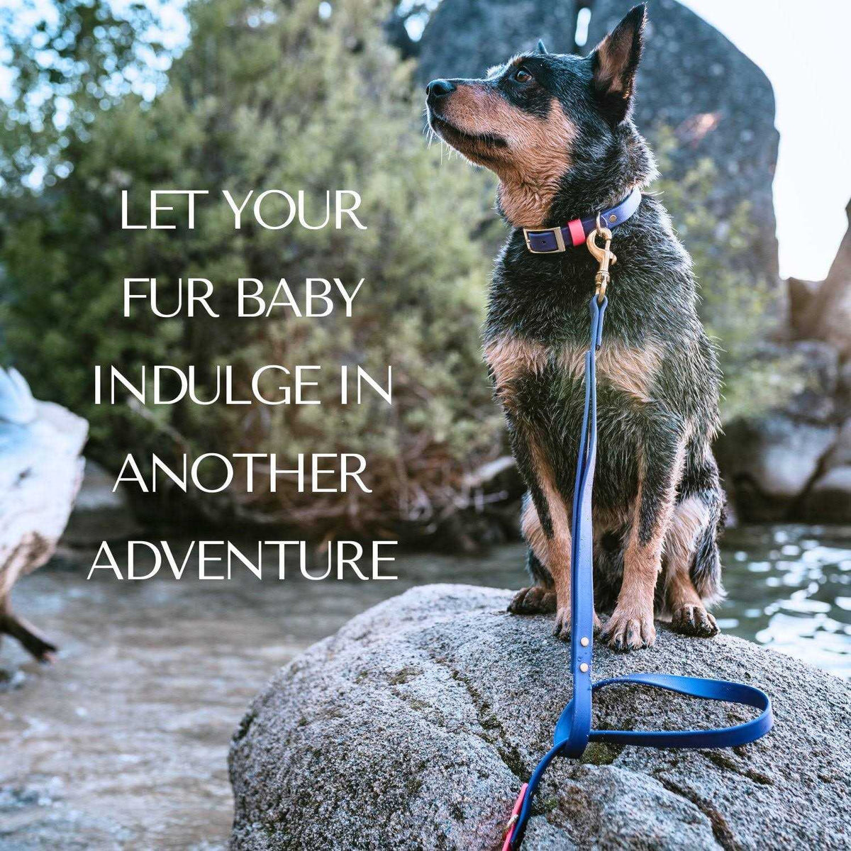 Waterproof & Odorless Dog Collar Y942000