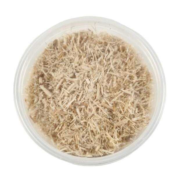 Waxworms Live Feed Reptile Food F273672